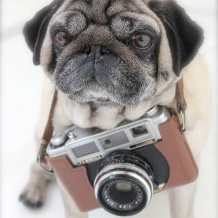 Pug.jpg
